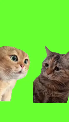 Two cats fighting meme green screen #fyp #funny #cat #cute #viral