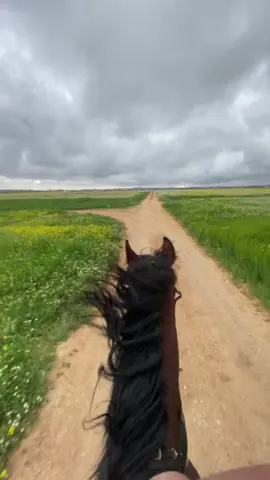 💙🐎 #خيل_وخياله🐎 #explore #fyp #CapCut #الشعب_الصيني_ماله_حل😂😂 