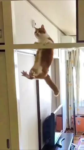 The end 😂😂 episode 507 #funny #pet #animals #funnyanimals #fyp #foryou #cat #funnycat #funnyvideos #🤣🤣🤣 #funnypets #catlover 