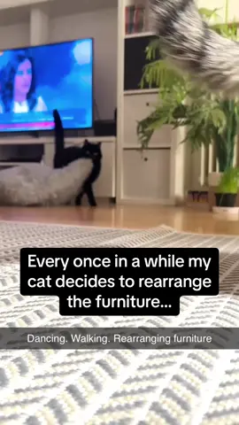 The last MEOW was crunchy 🤣🔊 #Pubity (Via: @ViralHog)