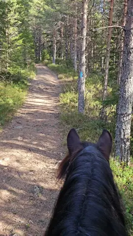 Join me and my dolehorse Tinus on a trip in the forest😍 #youngster #carriagehorse #idealequestrian #workhardplayhard #dressagehorse #dolehorse #glinkowskicarriage #equessaddles #lemieux #mountain #nature #norway 