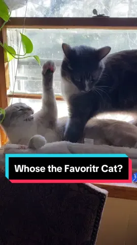 URGENT: What kind of cats do you like? Fat Cats? Clingy Cats? Alpha Cats? 🤔 #cat #catsoftiktok #fypシ #trending #trend #foryoupage #viral #fypシ゚viral #reels #fyp #animalsoftiktok #catlover #pet #PetsOfTikTok #cute #reels #tiktok #funny 
