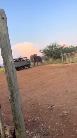 Elephants are so powerful. Watch here as this big boy lifts a truck so effortlessly! Glad all were ok on it. 