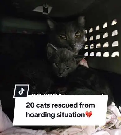 HEARTBREAKING NEWS: 20 cats living in deplorable conditions comes into BC SPCA care from hoarding situation. 💔Read their shocking story and learn how you can help in our link in bio. #bcspca #britishcolumbia #animalrescue #catrescue #rescuecat #helpanimals #rescue #rescuecats #rescuecatsoftiktok