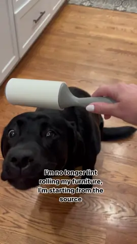 Heckin mom what are you up to now?!!  #dogsoftiktok #puppiesoftiktok  #talesofalab #talesofalabpuppy #labradorretriever #blacklab #englishlab #englishlabrador #blacklabrador #doggo #puppy #puppies #dogs #labradorpuppy #blacklabsoftheday #blacklabsquad #instalabfam 