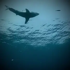 Orca attack great white shark #animaleditz #animaledit #youranimal #edit #battleedit #killerwhale 