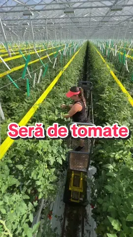 Vrei să culegi o floare? 🍅🇳🇱🙋‍♂️💅 #nljobs #tomato #olanda🇳🇱 