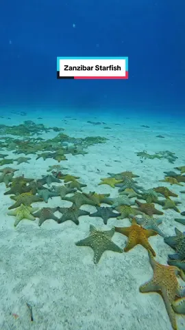Starfishes ⭐️ Did you know that a group of #starfish is called a ‘Galaxy’? #zanzibar #uw #ocean #nature #traveltiktok 