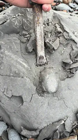 Extracting a stunning example of a Yorkshire Dactylioceras Tenuicostatum Ammonite as well as a Semicelatum Ammonite fossil from a loose shale slab! 🦑 The limestone is easily broken to reveal the specimen within. This ancient creature would have swam the seas around 185 Million Years ago 💀 Could you tell the difference? If you would like an ammonite rock to crack open, please message us directly on yorkshire fossils or visit our website yorkshirefossils.NET 🦕 For more videos, check out our YouTube channel Yorkshire Fossils 🏝 Thanks for supporting our page! 🐊 #natural #nature #fossil #fossils #ancient #animals #art #ammonite #ammonites #dinosaur #scientist  #minerals #paleontology #whitby #geologist #dorset #geology #charmouth #jurassic #yorkshire #beach #coast #sea #water #squid #fyp 