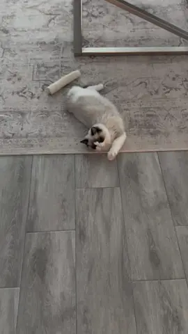 It's tiring being this cute 