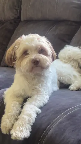 HELP CAN’T HANDLE THE CUTENESS 😭🫶🏻🐶🐾