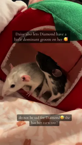 She gets a go too🥰 #fancyratsoftiktok #rodentsoftiktok #rattok🐀 #rodenttok #petratsoftiktok #cuteanimalsoftiktok #ratsarethebest #rodentlove #rodentlover #ratsarepetstoo #ratsoftiktok #rattiesoftiktok #fancyrats #rattok #rats #misunderstoodanimals #rodent #stopanimalabbuse #cutepetsoftiktok 