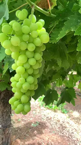 👩‍🌾👍🏻🥰Visit the vineyard on a wonderful sunny day #relax #garden #fruit #yummy 