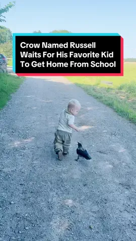 Meet Russell! The sweetest crow who waits every day for his favorite kid to get home from school. We talked to Russell’s family about him flying in through the window to watch TV with her son 🖤 Watch more of laerke_luna on Instagram! 