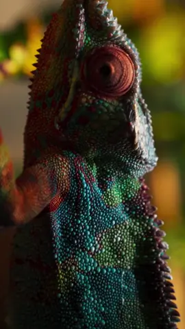 You are now watching Animal Planet ft my chameleon🦎🎥  #reptile #cinematic #chameleon #reptilesoftiktok #pettok #lizard #pantharchameleon #filmmaker #chicago #videoagrapher #animalplanet #exoticpets #reptilekeepers #chameleonsoftiktok 