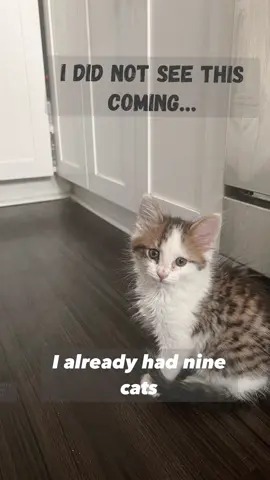 I couldn’t turn this little sweetie down. Babycat is personality plus. Rescue cats are the best cats. Please adopt and save a life. Check out our blog tencatsfourdogs for more stories and pet parent tips. #cats #rescued #catsoftiltok #shelterpet #sheltercat #foreverhome 