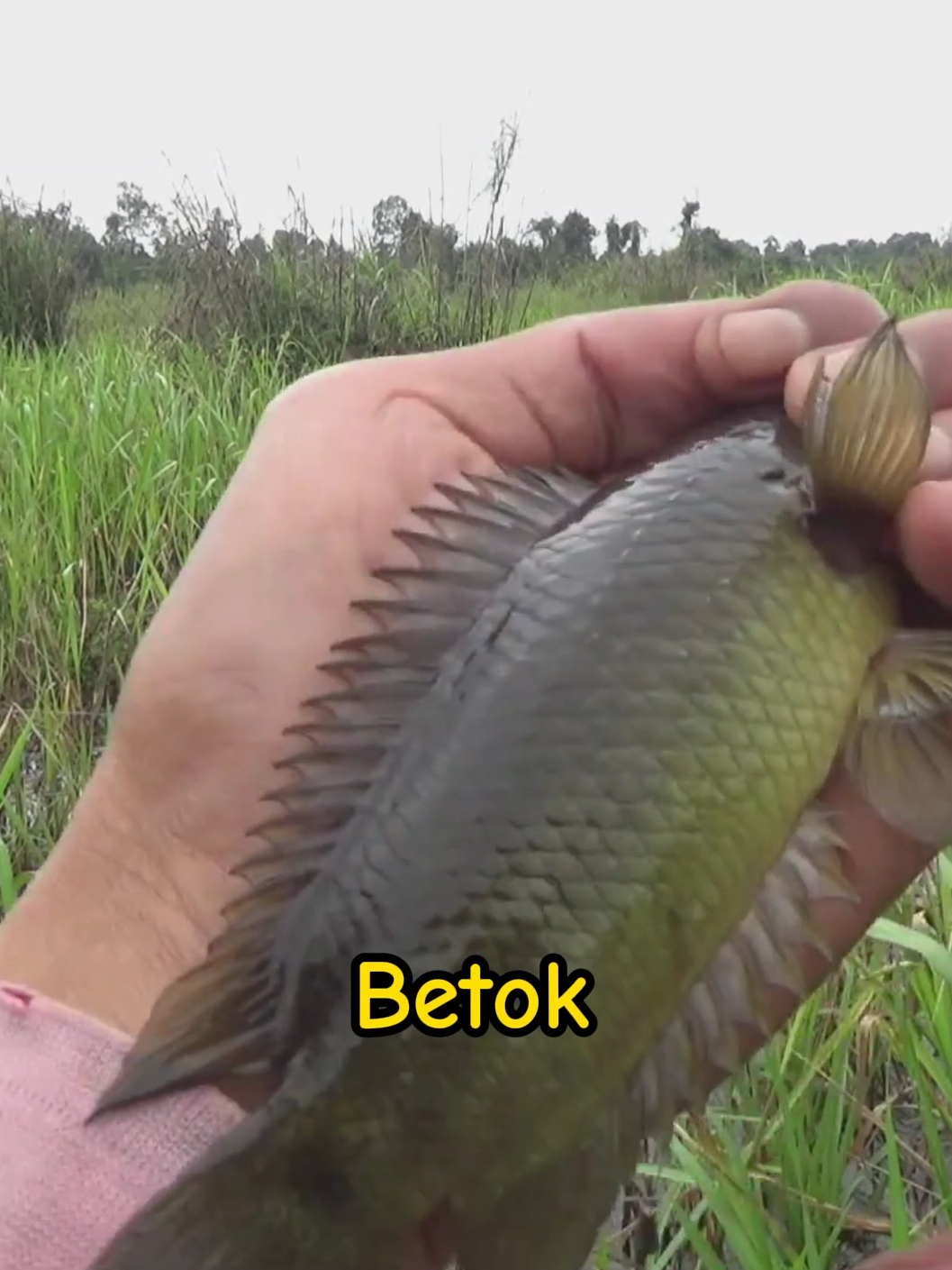 Spot Betok Mantap (Yt. Arie fishing) #mancingbetok  #mancingikanbetok  #mancingbetokdirawa  #mancingbetokmonster  #mancingdirawa  #mancingbetokbesar  #mancingikan  #betokrawa