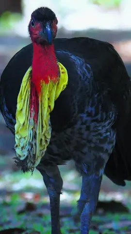 Bird in black, wearing a red collar and a yellow tie.Australian Brush-turkey (Alectura lathami).#bird 