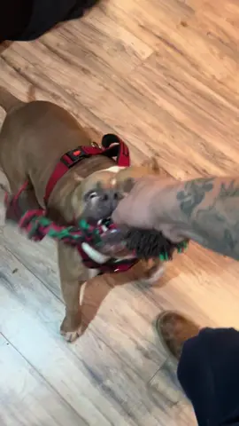 #sexyred #getitsexyy #music ##gym #Fitness #FitTok #motivation #inspiration #midwestkustomsinc #mystory #overcome #life #extreme #exotic #americanbullys #americanbullyxI #king #kong #MajesticBully #son #americanbully #kingkong #father #sire