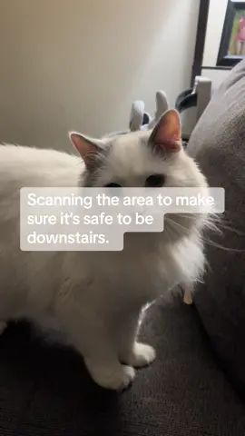 #krinkytissue #anxietycat 