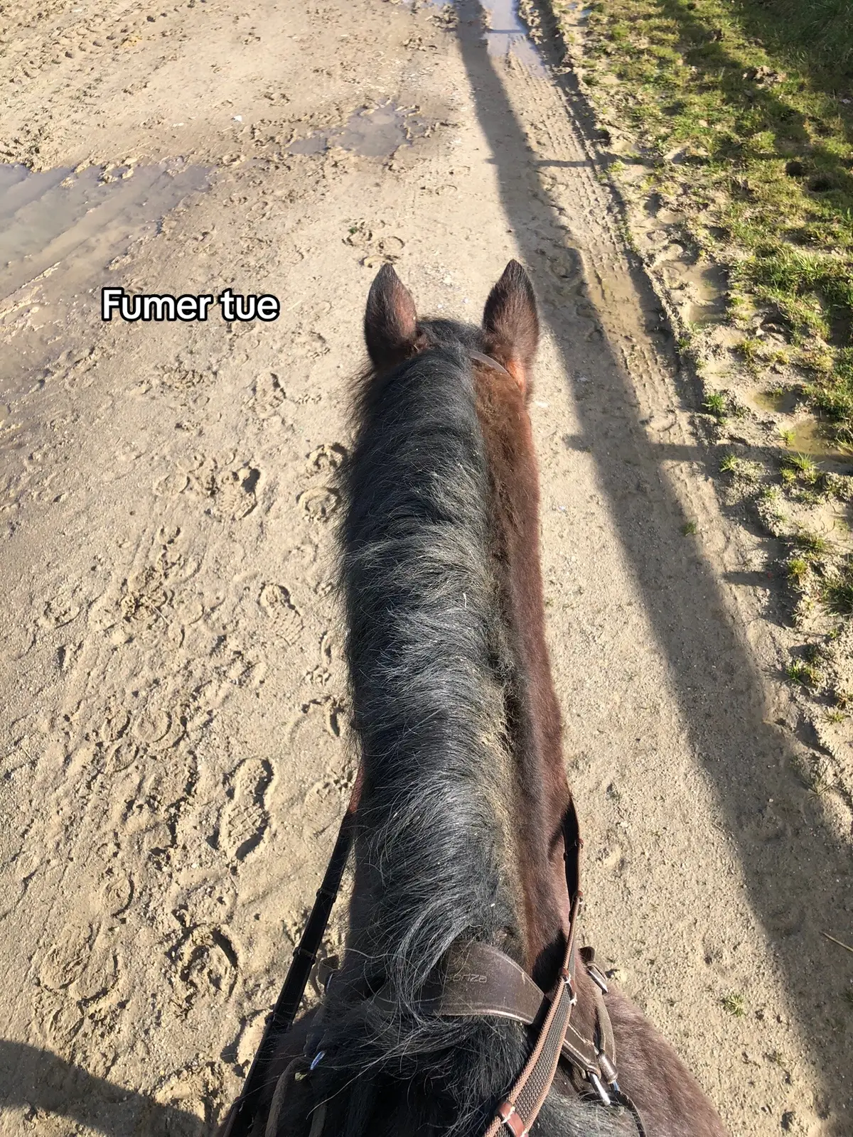 #pourtoi #equitation #cavaliere #fyp #shadow #equestrian #cheval 