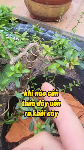 Khi Nào Cần Tháo Dây Ra Khỏi Cây #uoncay #kichre #trongcay #kichhoa #kichmam #nutrik #phanbonchamcay #kythuatcaytrong #namxelan90 