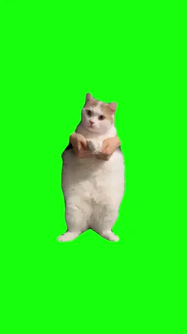 Dancing Cat Green Screen #Cat #Cute #Funny #meme #fyp #viral