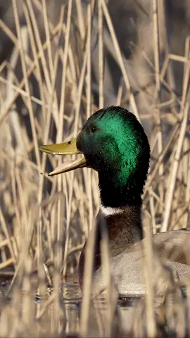 Sound up cause he is sounding off 🔊🦆 Gorgeous mallard drake just soaking up that evening sun !!  - - - #mallard #duck #ducks #wildlife #waterfowl #wildfowl #mallards #wildanimals #bird #waterfowlphotography #wildlifeonearth #wildlifeplanet #wildlifephotography 