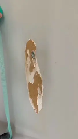 Repair Drywall #shorts #drywall #fyp #construction 