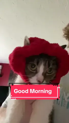 Ysera good morning and time to knock some stuff over #ysera #yseratok #kitten #cute #specialcat #catsoftiktok #kitty #goodmorningysera #catsofinstagram #catsoffacebook #ndd #neurodegenerativedisease #yserasarmy 