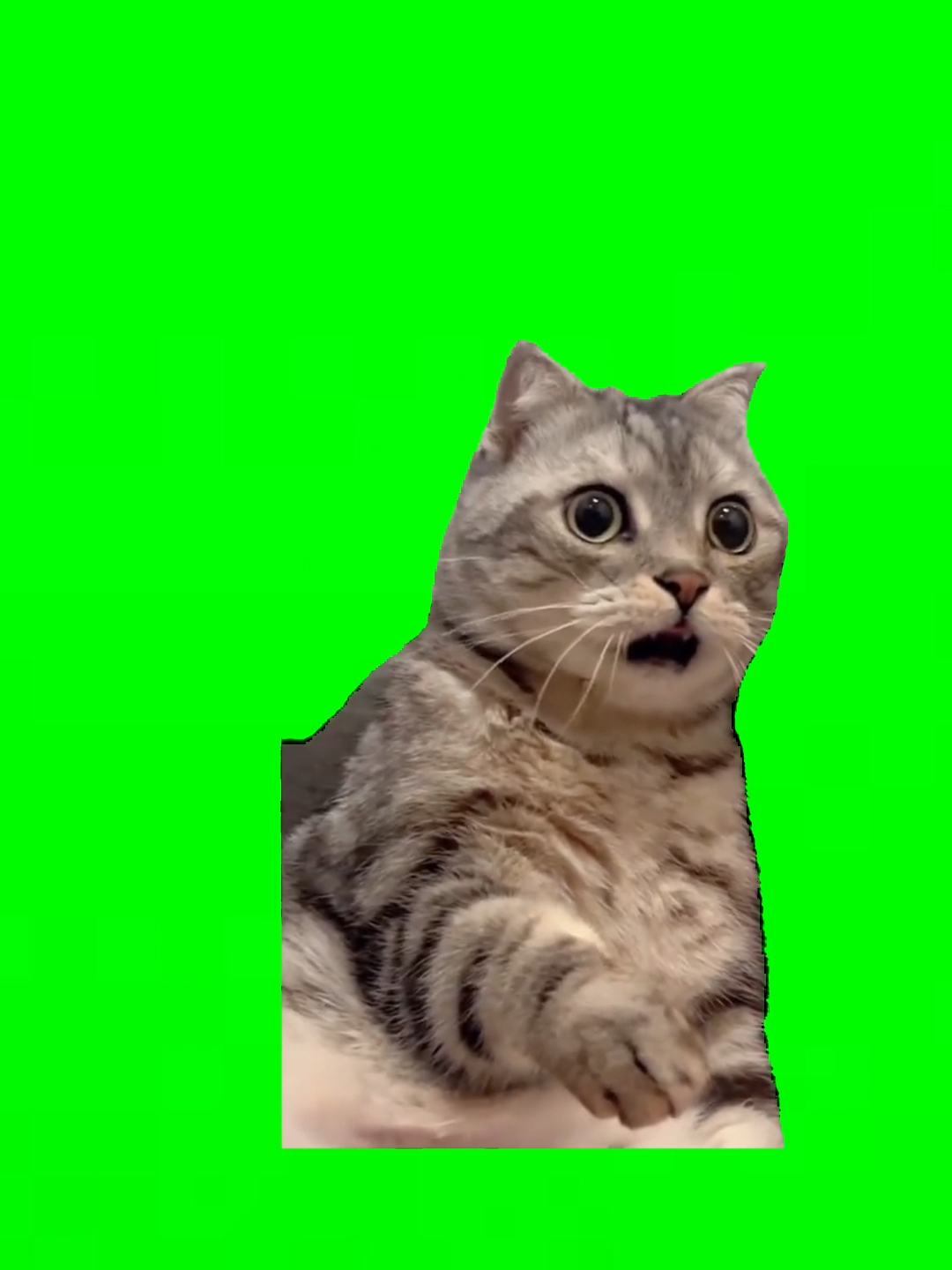 Shocked the cat green screen #shocked#cat#meme#fyp #fypシ #greenscreen#tiktok