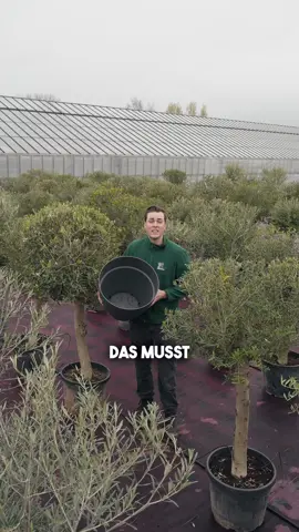 Das müsst Ihr unbedingt wissen💡, wenn Ihr einen Olivenbaum umtopft !🪴☀️ . . . . . #gartentipp #garden #gartentrend #umtopfen #olivenbaum #olivetree #mediterran  #garten #gartenwissen #gartenwissen #gartenarbeit #DIY #pflanze #olivenlager #pflanzzeit 