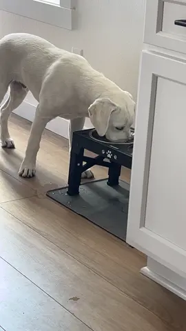 I love blowing bubbles!!! 🫧🫧🫧 #labradorretriever #puppy #puppiesoftiktok #whitelab #baker #babydog #puppies #puppydog #puppycheck #bubbles #puppybubbles #puppyeyes #crazydog #dogsoftiktok 
