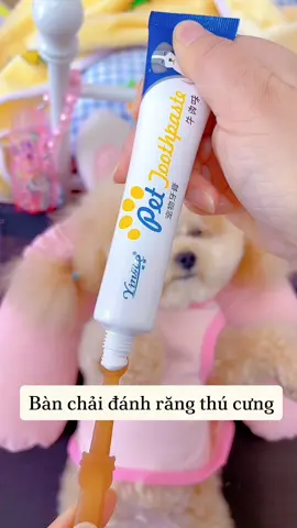 Đừng chê thúi nữa vệ sinh cho người ta đi 🐶 #banchaidanhrangchomeo #banchaidanhrangthucung #kemdanhrangchomeo #vesinhrangchomeo #bunquystoc 