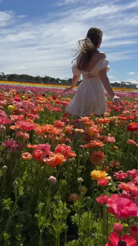 this place was magical 🌸✨🌷🌼 #flowerfields #carlsbadcalifornia #carlsbadflowerfields #flowers #spring #californiaactivities #aesthetic #design #losangeles #flowergirl #springaesthetic #springseason #softgirl #girlyaesthetic #pinterestinspired #springiscoming🌸 @The Flower Fields  