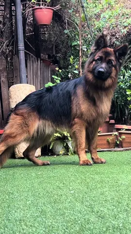 Pedigree male available! #germanshepherd #available #beirut #lebanon #puppylove #viralvideo #dogsoflebanon #german #puppylove #germany 
