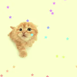 voltei di novo  e com vídeo diferente pq eu nunca sei oq faze  || #imeow #fyp #edit #viral #songs #lyrics #forroboys #music #foryoupage 