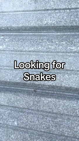 Check out a few more of the critters I found last week in Alabama!  #snake #creature @Mark Knowles 