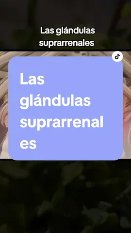 Las glándulas suprarrenales.  #medicina #videoviral #AprendeConTikTok #infosalud 