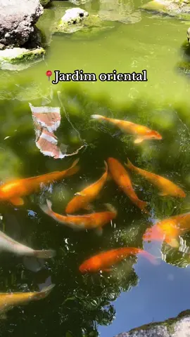 #jardimoriental #lulucandy #fypシ゚viral #liberdadesp #japaoliberdade #tiktokbrasil #peixinhos 