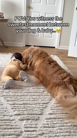 Just a dog and his baby.🥹💛