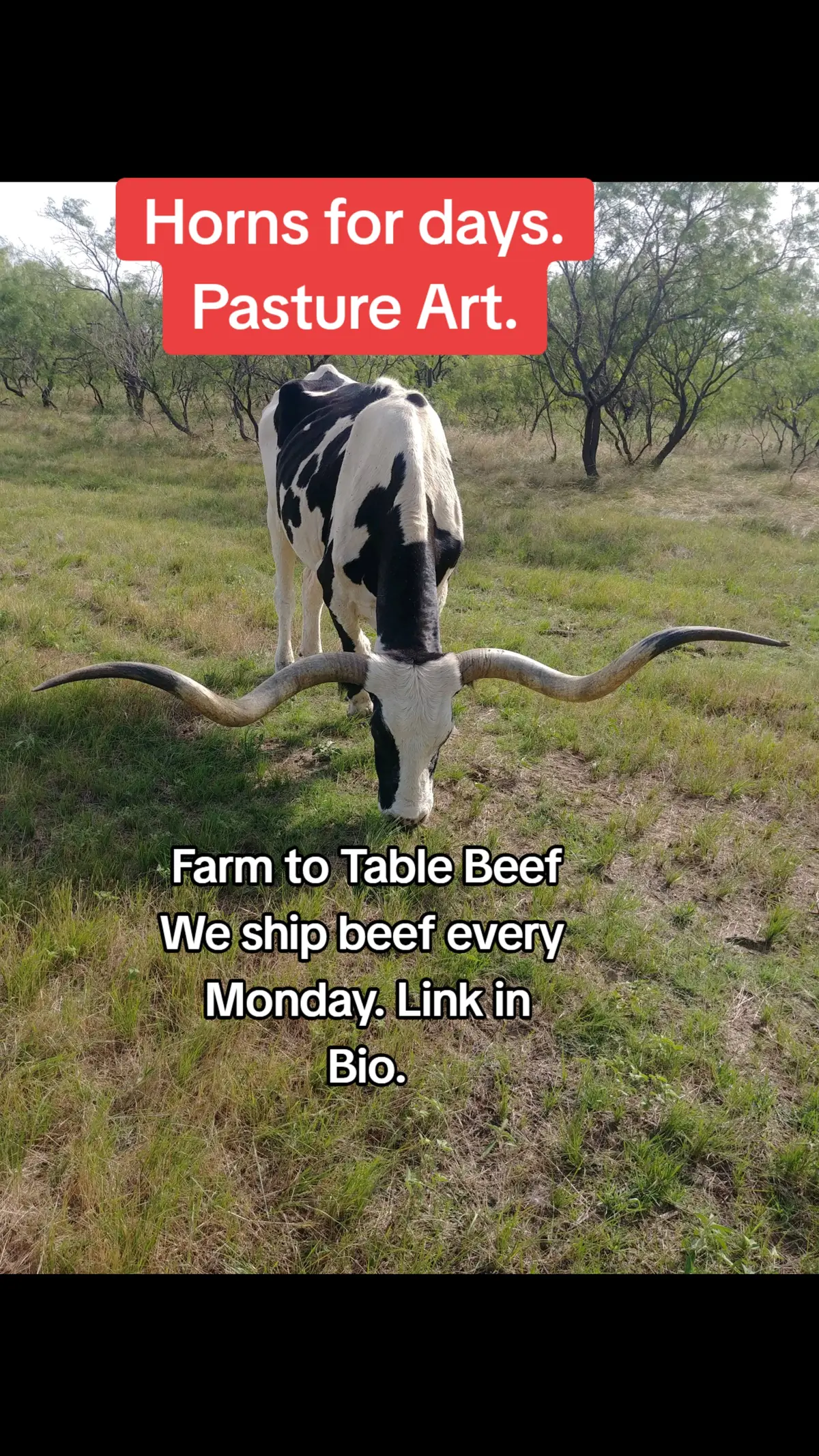 Farm to table beef.  Mesquitecountrybeef.com  #beefswhatsfordinner #buyonline #rancher #tiktokmademebuyit #cookingathometiktoktv #upgradeyourbeef #tiktok #farmtotable #betterbeef #fyp #steak #foryoupage #foryou 