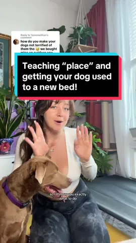 Replying to @SpoonieShan I GOT YOU! btw do yall want more videos on how to teach “place”? #elevateddogbed #dogbed 