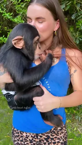 My stuffed animal turned into a real monkey!🩷🐒  • • • #Chimps #chimpanzee #chimpanzeesoftiktok #chimps #apes #primatesoftiktok #cuteanimals #animalsaddict #animals #explorepage #animals #animalsoftiktok #animallover #monkey #monkeys #monkeyseemonkeydo #monkeysoftiktok #monkeylove #riolilly #rioandvanara #funny #funnypets #funnyanimals #funnymonkey 