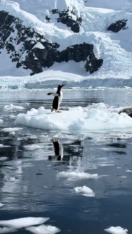 Replying to @ℳ💘  welcome to Antarctica #antarctica #antarcticafacts #antarcticadventure #travelwithme #drakeshake #drakepassage ad