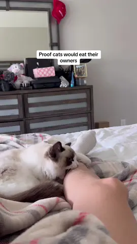 I'm being attacked by two cats 