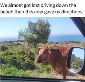 better than my gps, no bullshit lmao #tiktok #fyp #bull #direction #driving #lost #beach #gps #spanish #bolonia #cadiz #spain #haha #wtf #funny #meme #laugh #lol #trend #viralvideo #random #like #share #save #follow #reposting