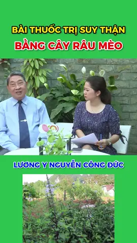 Trị suy thận bằng râu mèo #yeusuckhoe #suckhoechomoinguoi #sốngvuimỗingày #baithuocdangian 