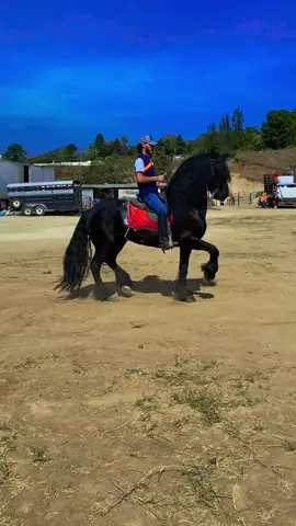 #caballosbailadores #guatemala🇬🇹 #viralvideo #caballostiktok #todoelmundo 