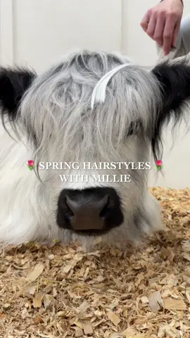 Which spring hairstyle was your favorite? 🌼🌷 #spring #cow #hair #hairstyle #hairstyles #fluffycow #millie #minicow #petcow 